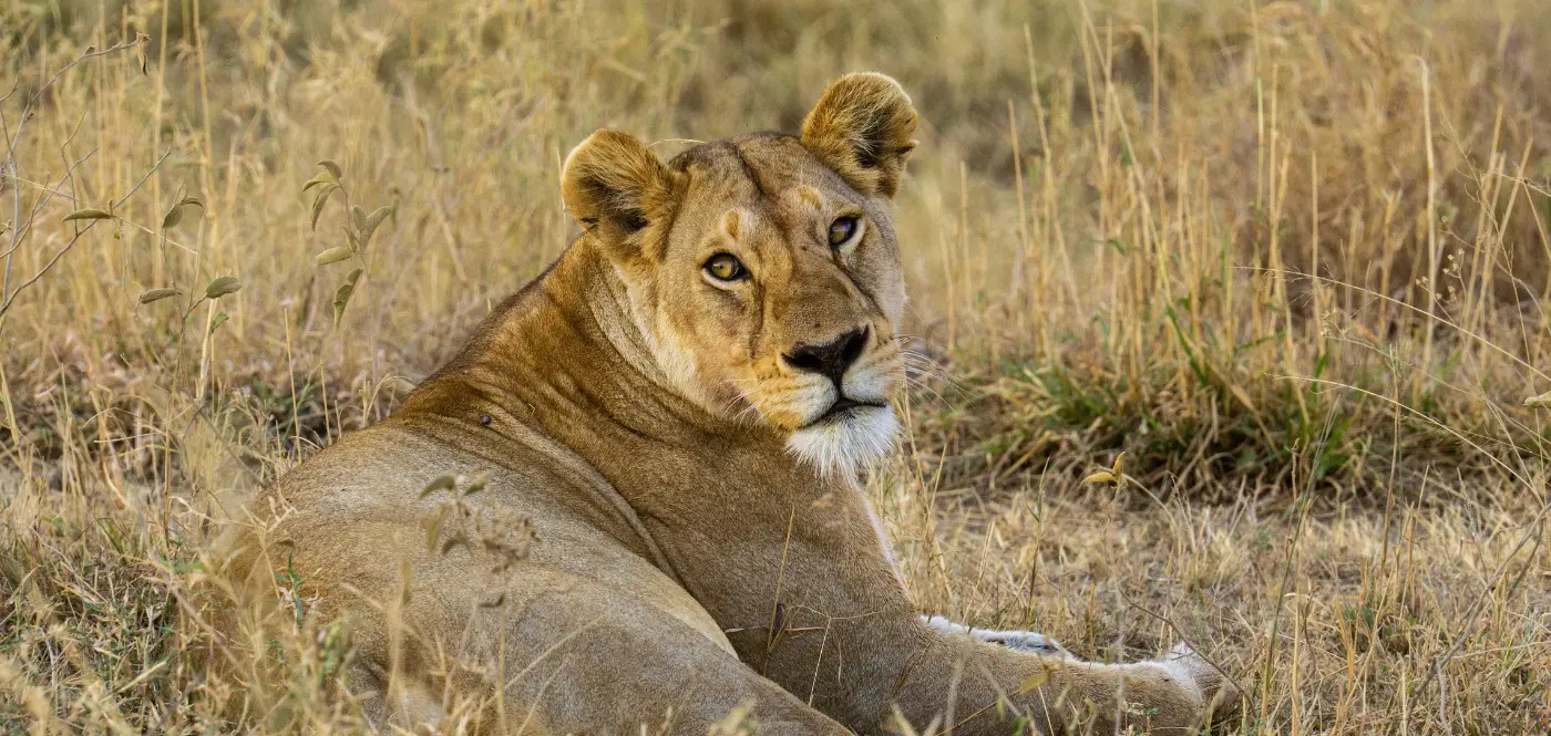 A lion pride in serengeti A lion pride in serengeti