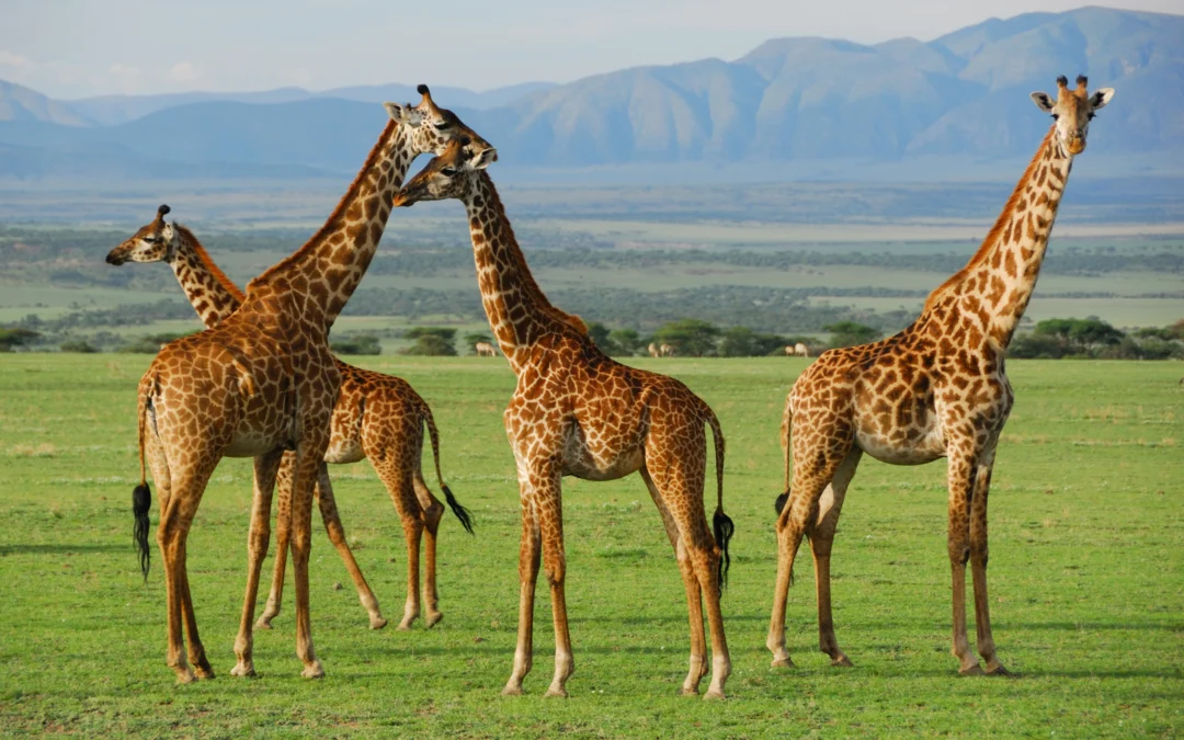 One of Kilimanjaro’s most scenic approaches, with a route profile that allows the body more time to adjust