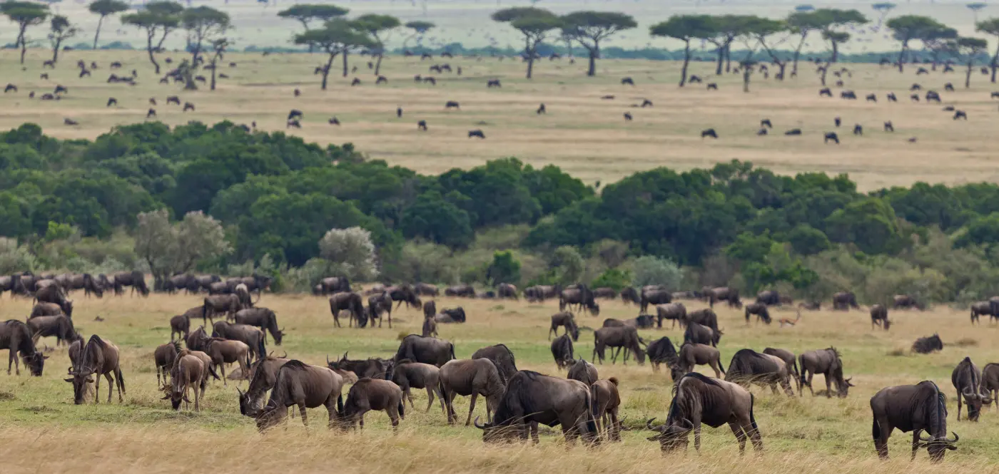 Wildebeest-herd-serengeti-plain. Wildebeest-herd-serengeti-plain.
