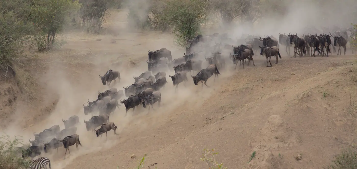 Wildebeest river crossing africa.